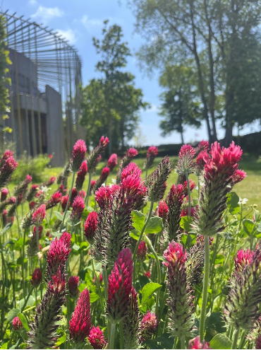 Vue des trèfles dans le jardin